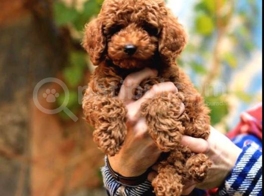 Toy Poodle görsel