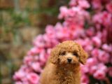Toy Poodle