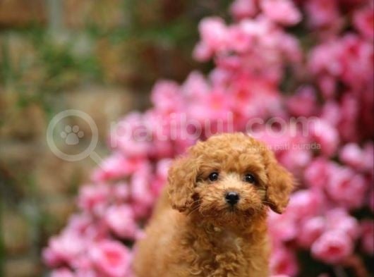 Toy Poodle görsel