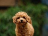 Toy Poodle