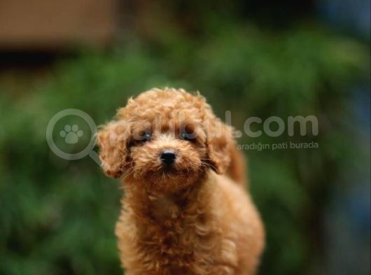 Toy Poodle görsel