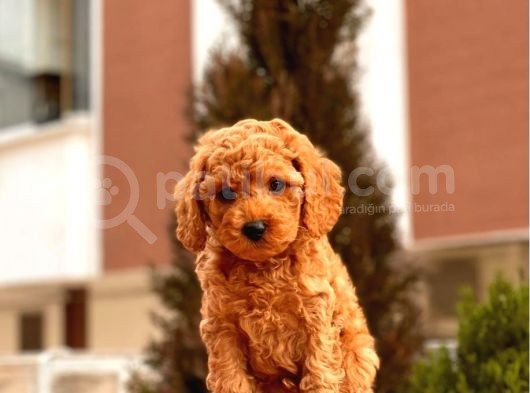 Safkan Red Brown Toy Poodle Yavrular görsel