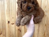 Red Brown Toy Poodle Erkek Yavrularımız