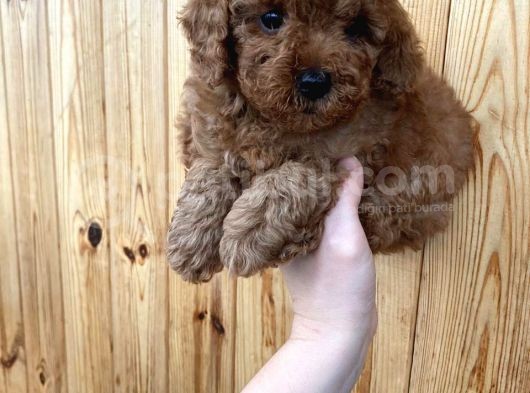 Red Brown Toy Poodle Erkek Yavrularımız görsel