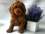 Toy Poodle