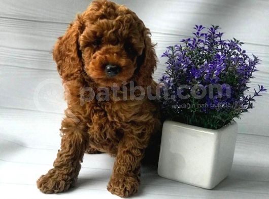Toy Poodle görsel
