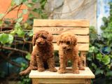 Toy Poodle