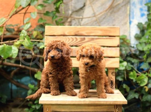 Toy Poodle görsel