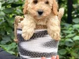Apricot Kayısı Renk Toy Poodle Bebeklerimiz