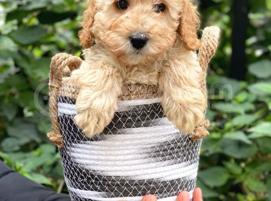 Apricot Kayısı Renk Toy Poodle Bebeklerimiz görsel