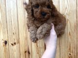 Red Brown Toy Poodle Erkek Yavrularımız