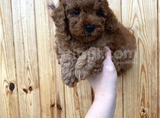 Red Brown Toy Poodle Erkek Yavrularımız görsel