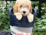 Sevimli Apricot Toy Poodle Bebeklerimiz