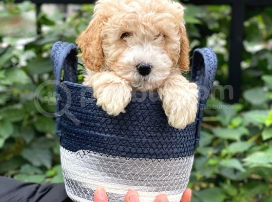 Sevimli Apricot Toy Poodle Bebeklerimiz görsel