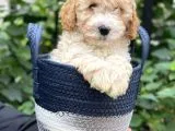Sevimli Apricot Toy Poodle Bebeklerimiz