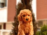 Safkan Red Brown Toy Poodle Yavrular