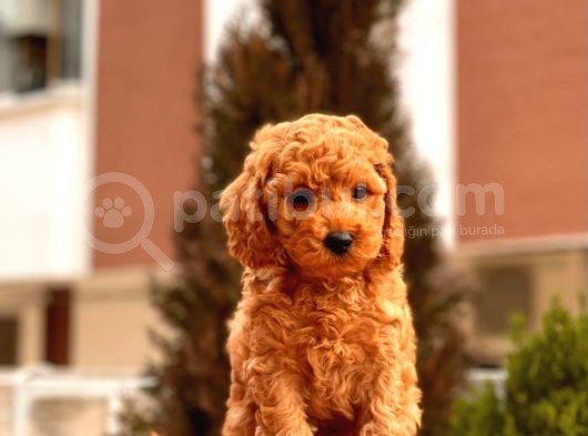 Safkan Red Brown Toy Poodle Yavrular görsel