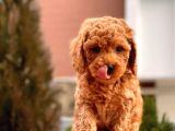 Safkan Red Brown Toy Poodle Yavrular