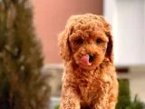 Safkan Red Brown Toy Poodle Yavrular