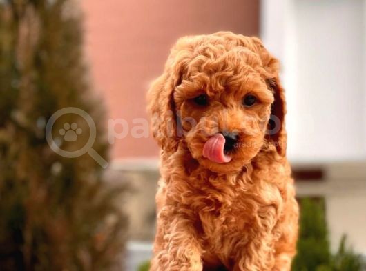 Safkan Red Brown Toy Poodle Yavrular görsel