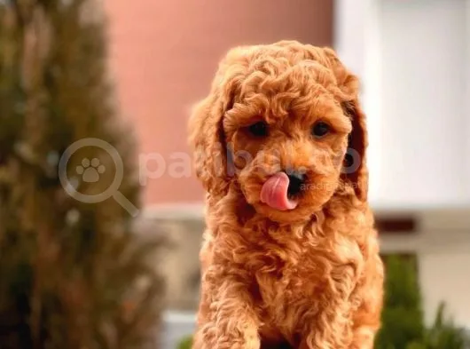 Safkan Red Brown Toy Poodle Yavrular