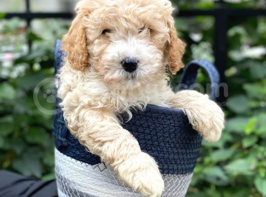 Sevimli Apricot Toy Poodle Bebeklerimiz görsel