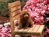 Toy Poodle