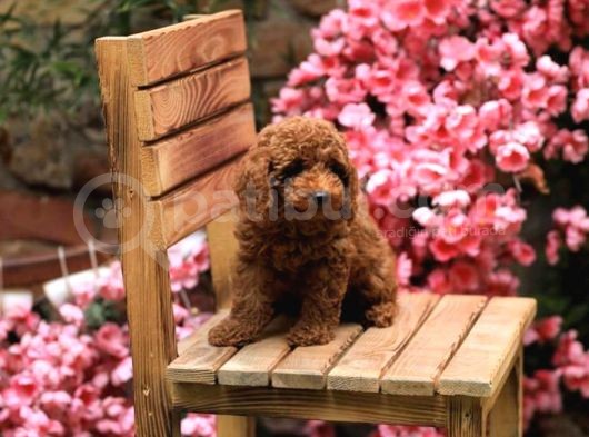 Toy Poodle görsel