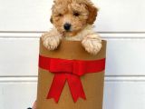 Irk Ve Sağlık Garantili Apricot Toy Poodle Yavrularımız