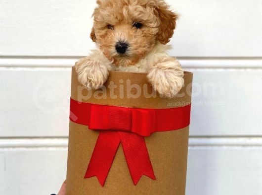 Irk Ve Sağlık Garantili Apricot Toy Poodle Yavrularımız görsel