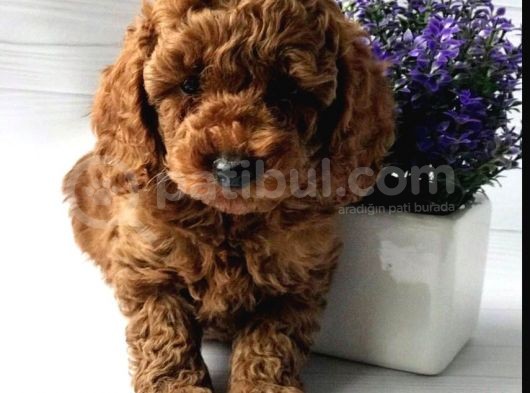 Toy Poodle görsel