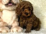 Toy Poodle