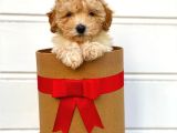 Irk Ve Sağlık Garantili Apricot Toy Poodle Yavrularımız