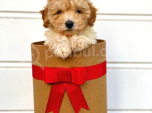 Irk Ve Sağlık Garantili Apricot Toy Poodle Yavrularımız görsel