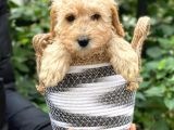 Apricot Kayısı Renk Toy Poodle Bebeklerimiz