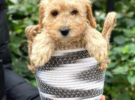 Apricot Kayısı Renk Toy Poodle Bebeklerimiz görsel