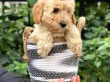Apricot Kayısı Renk Toy Poodle Bebeklerimiz