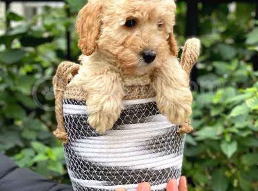 Apricot Kayısı Renk Toy Poodle Bebeklerimiz görsel
