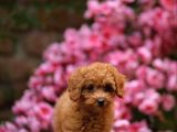 Toy Poodle