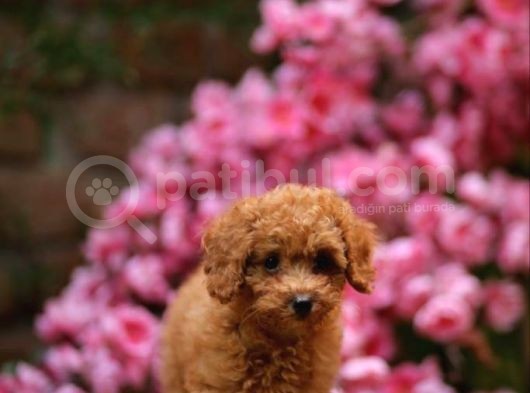 Toy Poodle görsel