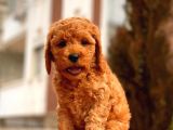 Safkan Red Brown Toy Poodle Yavrular