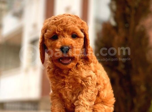 Safkan Red Brown Toy Poodle Yavrular görsel