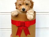 Irk Ve Sağlık Garantili Apricot Toy Poodle Yavrularımız