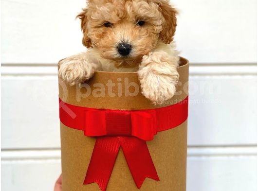 Irk Ve Sağlık Garantili Apricot Toy Poodle Yavrularımız görsel