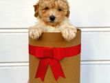 Irk Ve Sağlık Garantili Apricot Toy Poodle Yavrularımız