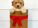 Irk Ve Sağlık Garantili Apricot Toy Poodle Yavrularımız