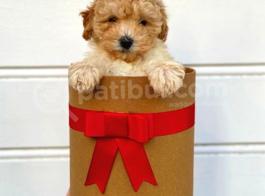 Irk Ve Sağlık Garantili Apricot Toy Poodle Yavrularımız görsel