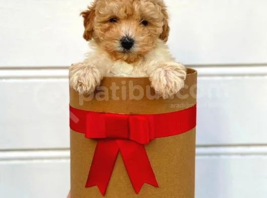 Irk Ve Sağlık Garantili Apricot Toy Poodle Yavrularımız