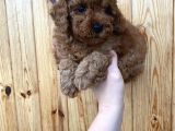 Red Brown Toy Poodle Erkek Yavrularımız
