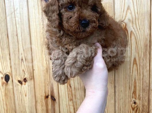 Red Brown Toy Poodle Erkek Yavrularımız görsel